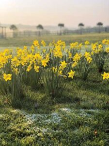 Family Heirlooms: Daffodils, Spitting Plants, and More Image